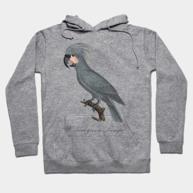 Grey Palm Cockatoo Parrot / L’Ara gris a Trompe - Jacques Barraband 19th century Illustration Hoodie by SPJE Illustration Photography